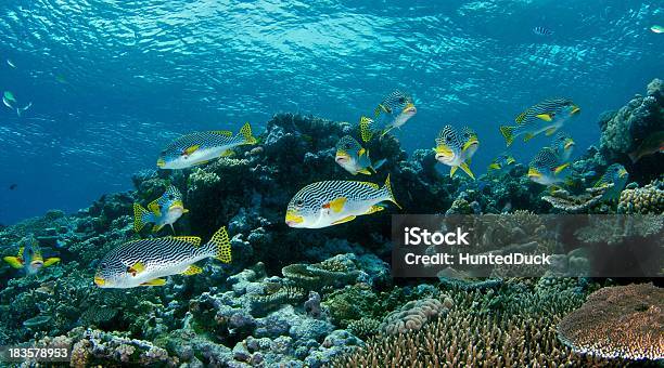 Scuola Di Dolci Labbra Pesce In Grande Barriera Corallina Australia - Fotografie stock e altre immagini di Grande barriera corallina
