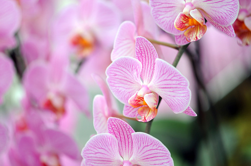 pink purple moth orchid (Phalaenopsis equestris)see my other images: