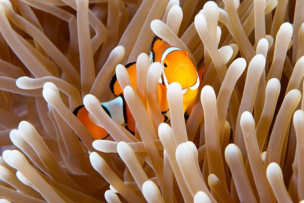 Anemone Clown Fish in Great Barrier Reef, Australia "Golden Anemone Clown Fish in Great Barrier Reef, Australia.  Looks like Nemo.Please see my other images of tropical destinations in my private lightbox:" great barrier reef stock pictures, royalty-free photos & images