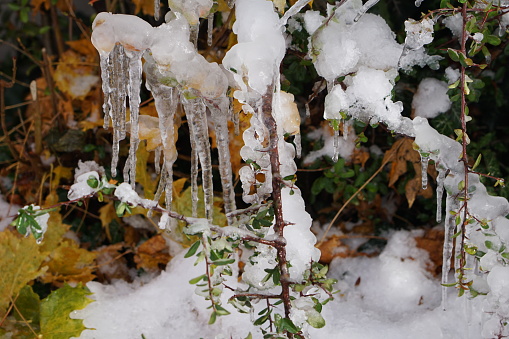 Icy plants. Plants in ice. Icicles hang from plants. A bush in the ice. An icy bush. The plant is covered with ice.