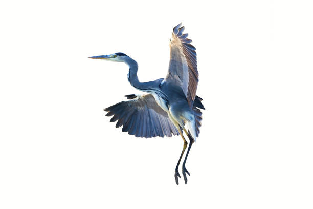 istock Grey heron bird in flight isolated on white background 1835799593