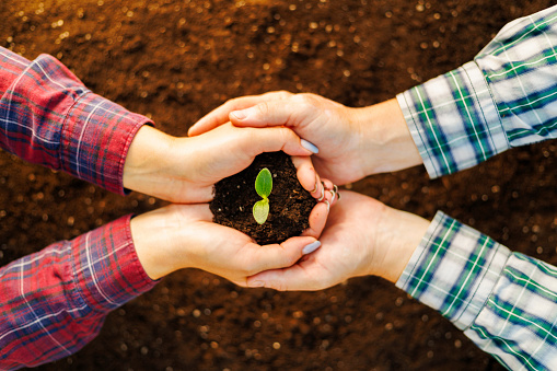 Women's and men's hands together holding a young sapling over fertile soil. New life, ecology, sustainable development, zero-waste production, Earth Day, investment concept