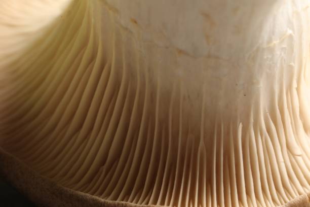 istock Fresh oyster mushroom on table, macro view 1835805413