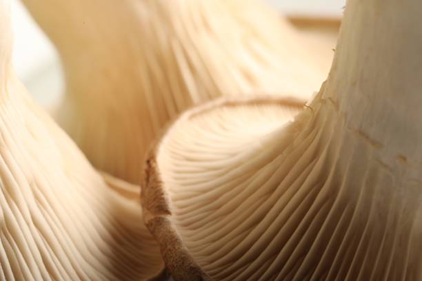 istock Fresh oyster mushrooms on blurred background, macro view 1835805417