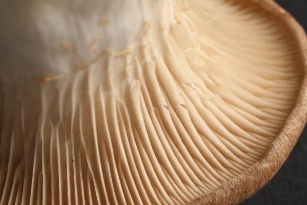 istock Fresh oyster mushroom on black table, macro view 1835805927