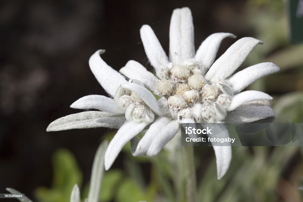 Edelweiss - Foto de stock de Aire libre libre de derechos