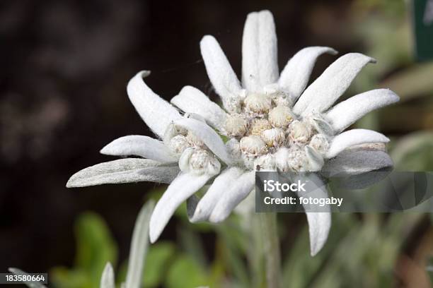 Foto de Edelweiss e mais fotos de stock de Alpes europeus - Alpes europeus, Alpes suíços, Angiospermae