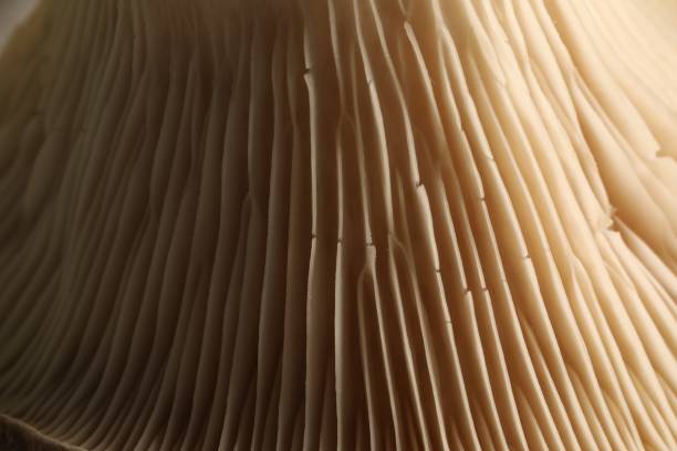 istock Fresh oyster mushroom as background, macro view 1835807006