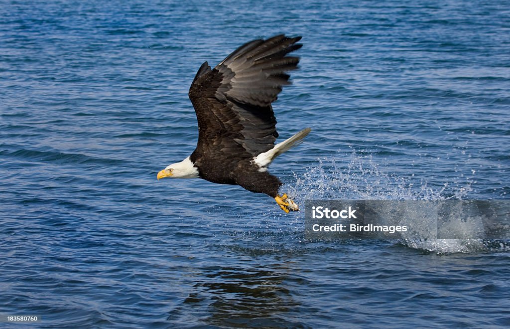 Eagle Snatching Bald Eagle Snatching A Fish From The Ocean Alaska Stock Photo ...