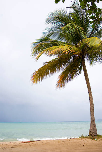 vertical composition of coconut palm tree on tropical beach