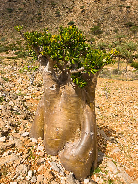 Golden Bottle tree "Bottle tree - adenium obesum aa endemic tree of Socotra Island with groving from the rock Socotra Island, Yemen." baobab flower stock pictures, royalty-free photos & images