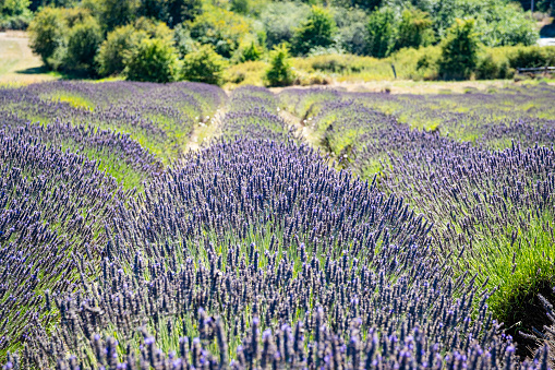 Lavender fields on San Juan Island in Washington.