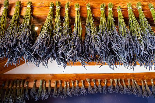 Bunches of lavender hanging upside down to dry.