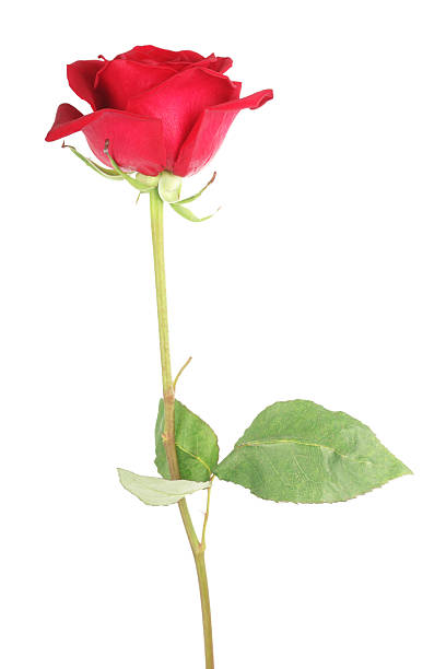 istock Isolated Prefect Red Valentine's Rose 183581020