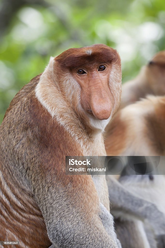 Proboscis monkey portrait "Male proboscis monkey portrait in Labuk Bay, BorneoMore Borneo fotos" Proboscis Monkey Stock Photo