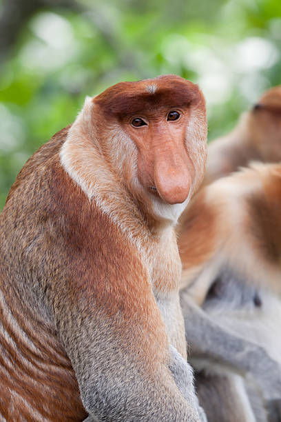 Proboscis monkey portrait stock photo