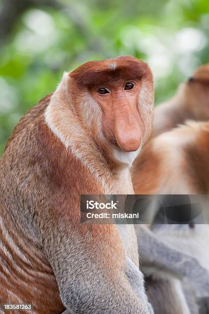 Proboscis Monkey Portrait Stock Photo - Download Image Now - Proboscis Monkey, Male Animal, Animal