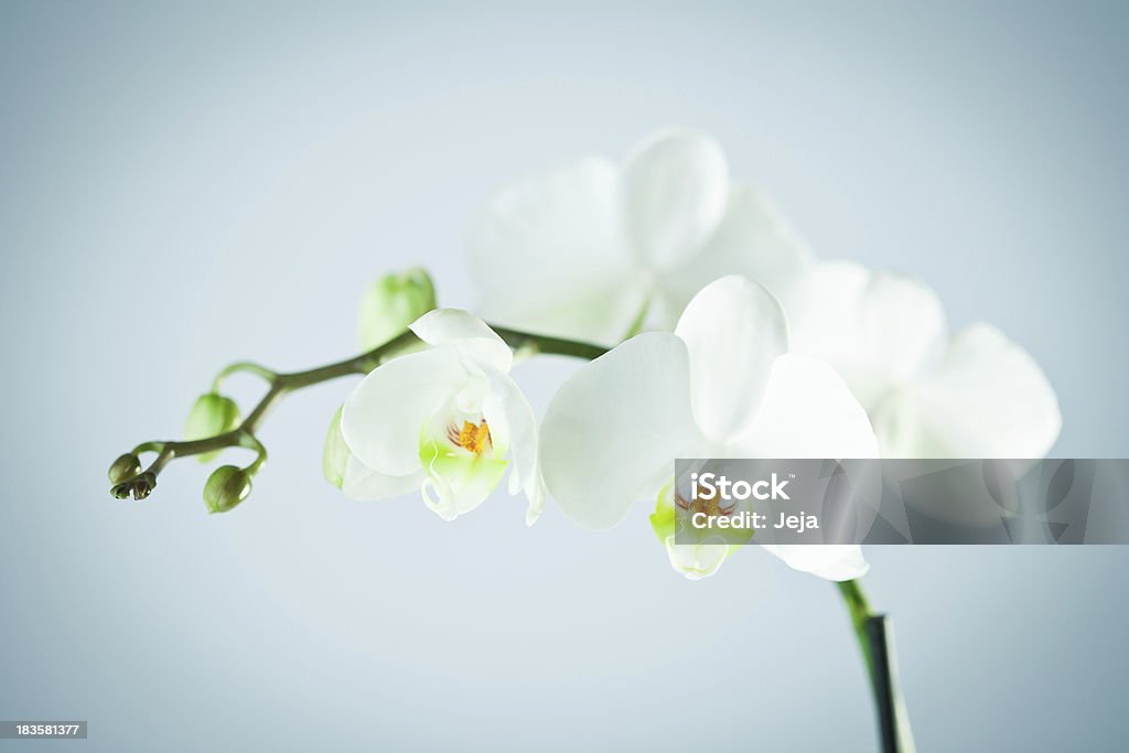 White Orchidea - Foto stock royalty-free di Orchidea