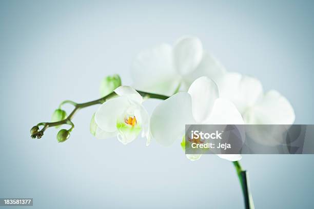 White Orchidea - Fotografie stock e altre immagini di Orchidea - Orchidea, Bianco, Stile minimalista