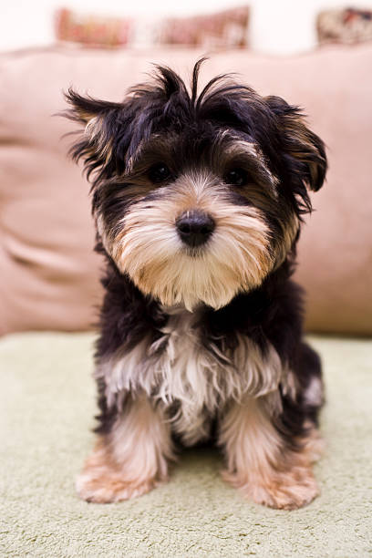 istock Portrait of a Puppy 183581619