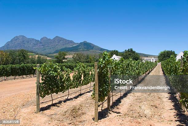 Holandês Arquitetura E Vinhas - Fotografias de stock e mais imagens de Agricultura - Agricultura, Arquitetura do Cape Dutch, Cabo Winelands