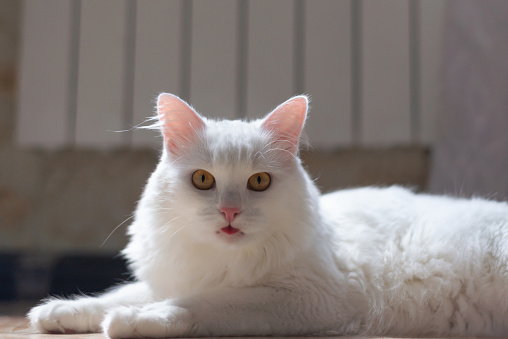 A close portrait of a striped cat outside of a home.  Her nose is very close to the camera lens.