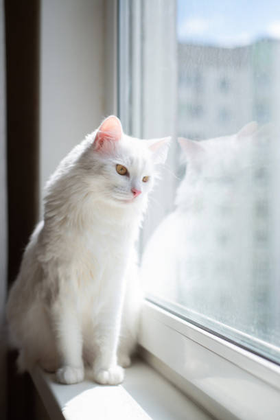 istock Beautiful white cat sitting on windowsill and looking to a window 1835818627