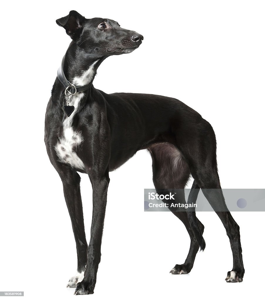 Whippet - Foto stock royalty-free di Cane
