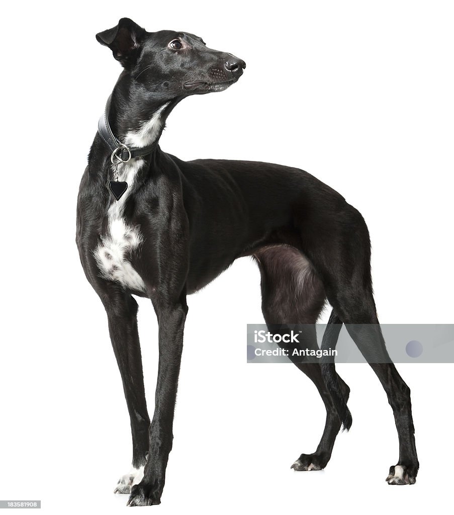 Whippet - Royalty-free Cão Foto de stock