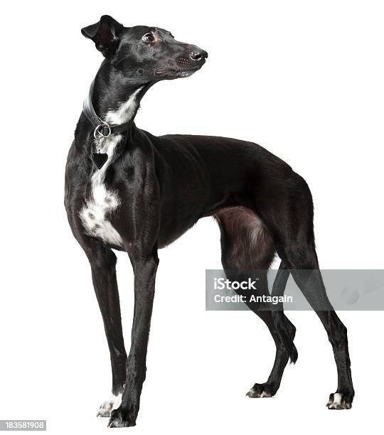 Whippet - Fotografias de stock e mais imagens de Cão - Cão, Galgo, Cor preta