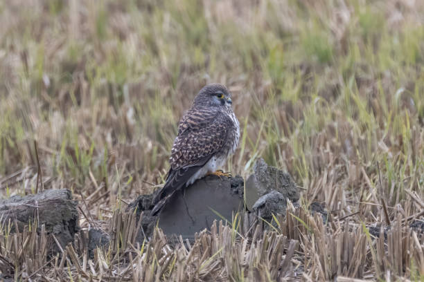 istock Female Merlin in a winter rice paddy. 1835819157