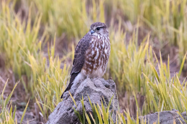 Female Merlin in a winter rice paddy.