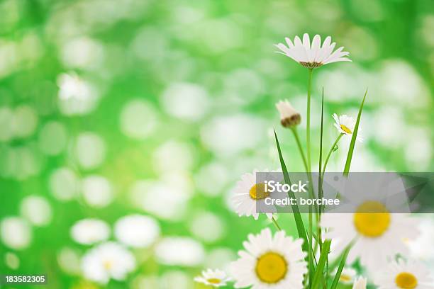 春の花 - アウトフォーカスのストックフォトや画像を多数ご用意 - アウトフォーカス, カラー画像, シンプル