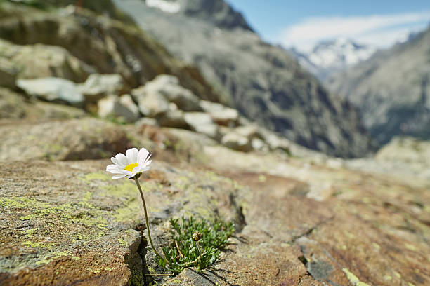 istock blooming lonely daisy in the alps 183582339