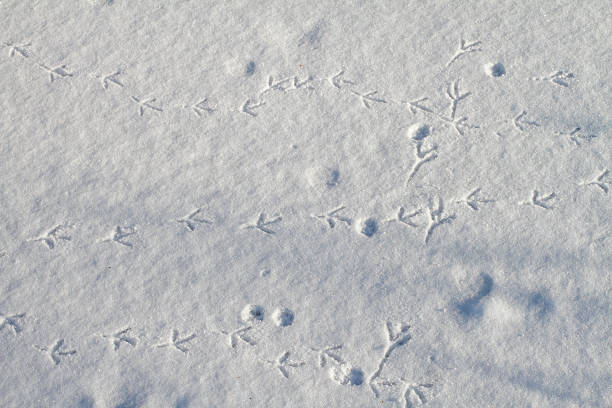 istock Tracks in the snow delicate bird footprints 183582591