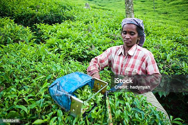 Mulher Colher Folhas De Chá - Fotografias de stock e mais imagens de Adulto - Adulto, Agricultura, Ajardinado