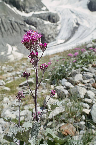 istock flowers in the alps - Adenostyles 183582740