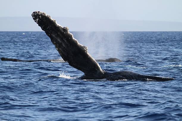 istock Humpback Whale Pectoral Fin 183582745