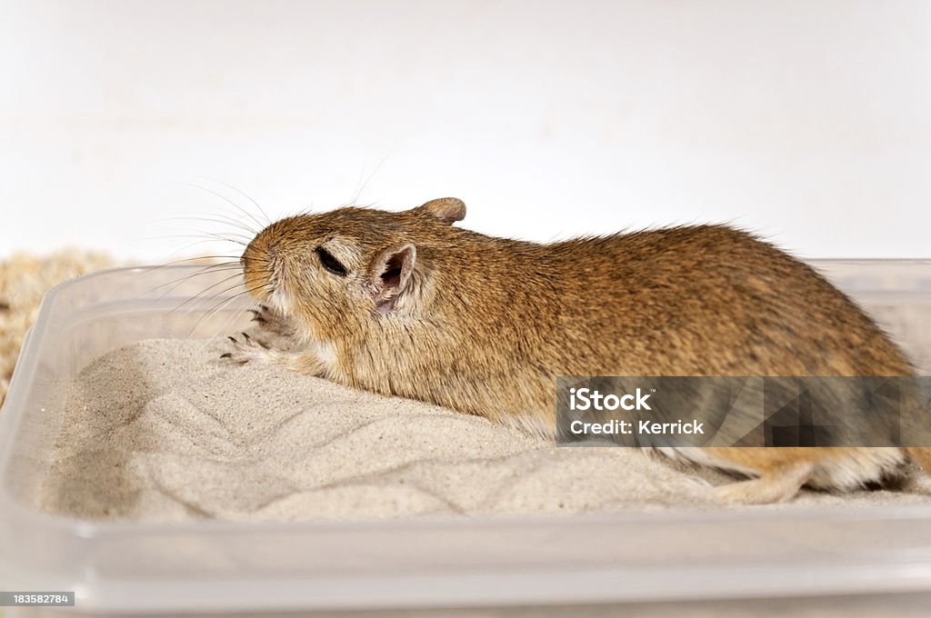 Rennmaus ist ein Bad im sand - Lizenzfrei Badewanne Stock-Foto