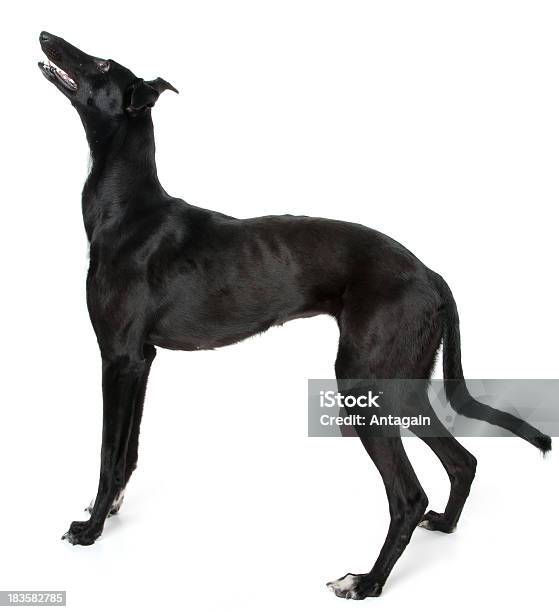 Whippet Black Dog Stockfoto und mehr Bilder von Apportierhund - Apportierhund, Dressierter Hund, Einzelnes Tier