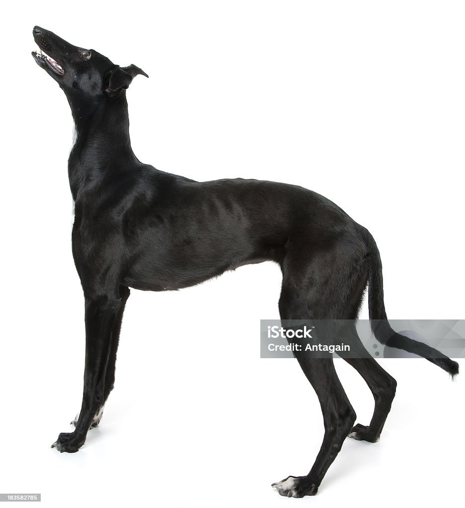 Уиппет черная собака - Стоковые фото Без людей роялти-фри