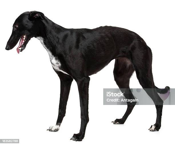 Уиппет Черная Собака — стоковые фотографии и другие картинки Без людей - Без людей, Белый фон, Величественный