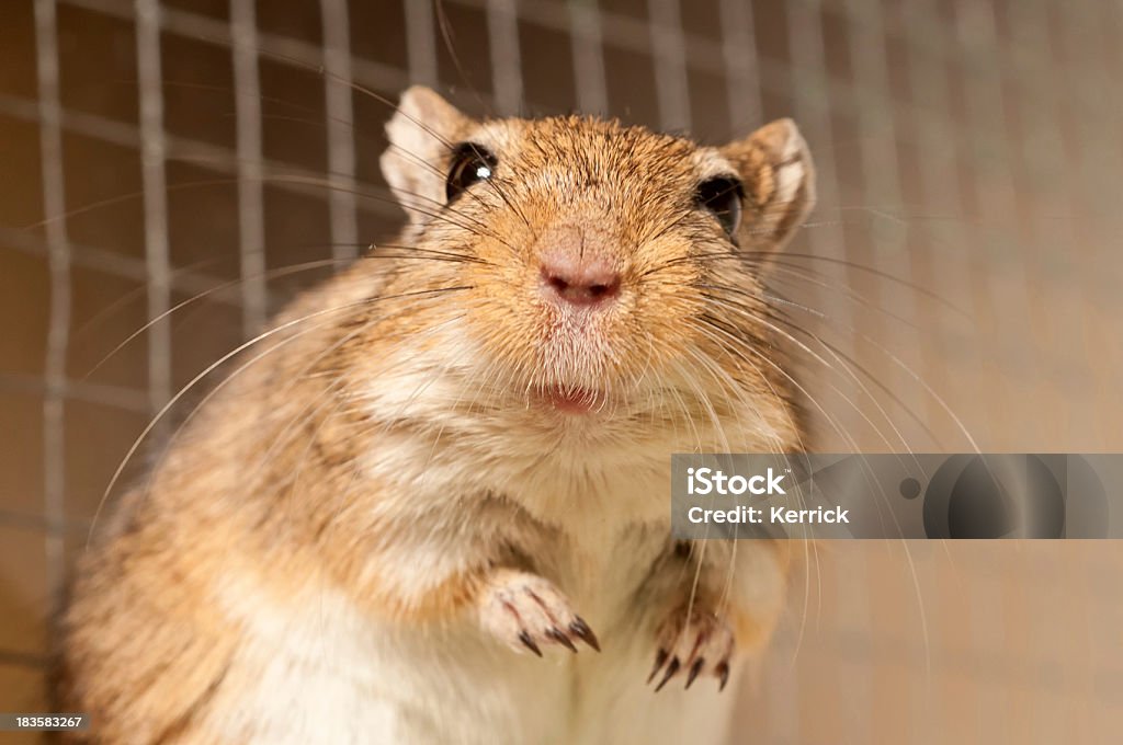 Porträt eines Rennmaus - Lizenzfrei Einzelnes Tier Stock-Foto