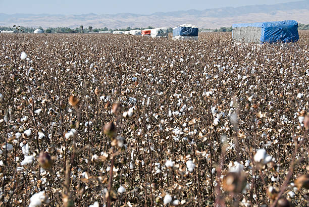 istock Cotton crop and bales in central California 183583410