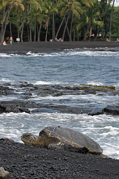istock Green Sea Turtle on a Black Sand Beach 183583457