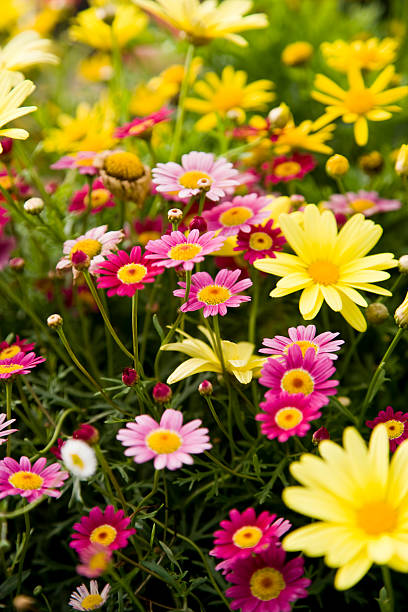 coloré marguerite daisies - sc0411 photos et images de collection