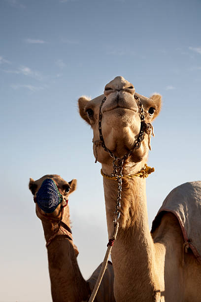 istock Pair of Camels 183584160