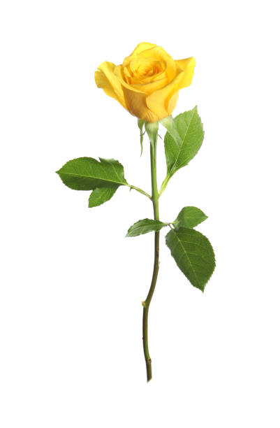 istock One beautiful yellow rose isolated on white 1835841877