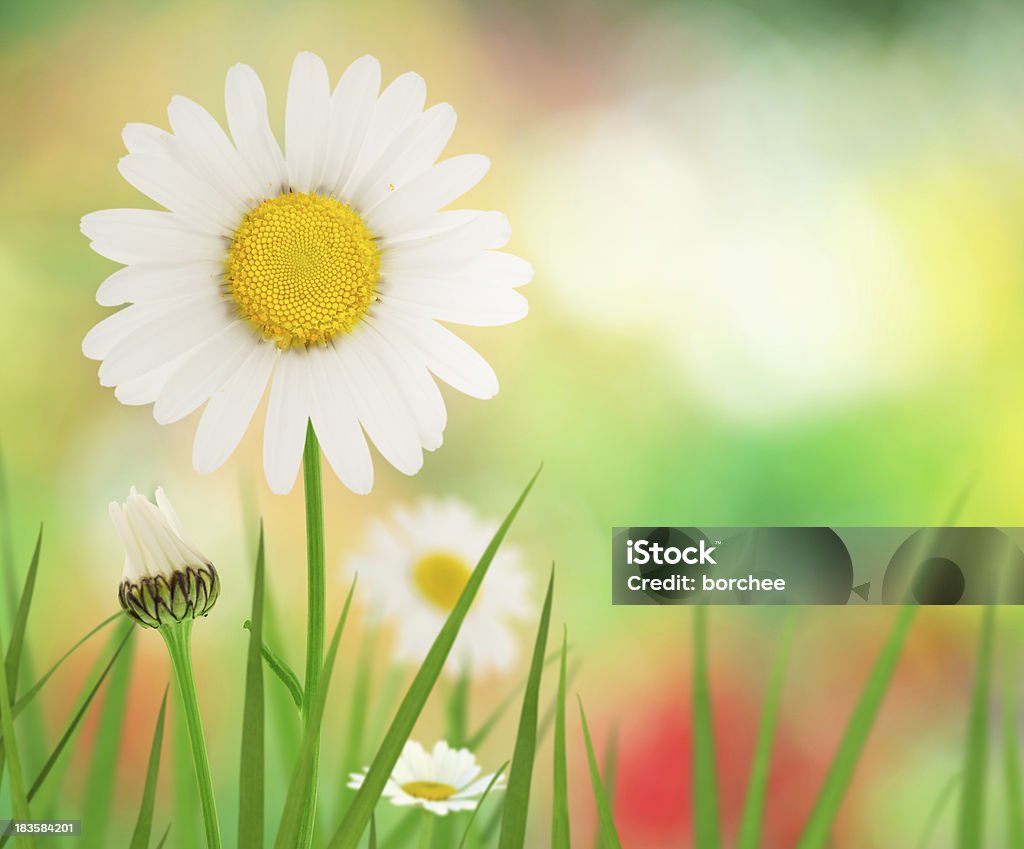Primavera Meadow - Foto de stock de Amarelo royalty-free