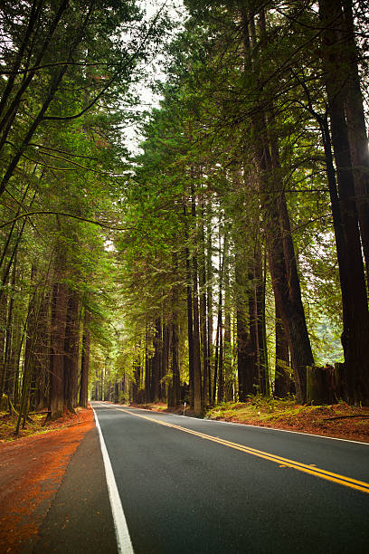 istock Road through the huge Redwood trees 183584287